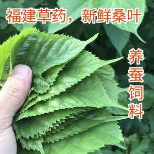 福建草药新鲜桑叶学生养蚕专用蚕宝宝食用桑树叶蚕饲料桑叶茶泡水