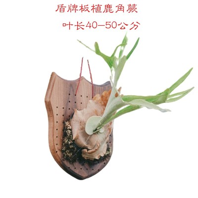 速发鹿角蕨木板种植板盾牌装饰板挂板石斛板植用木板垂吊花盆相框