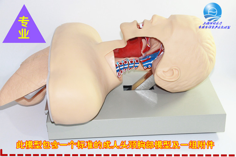 现货销售JY/50人体气管插管训练模型电子气管插管模型