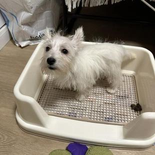 爱丽丝狗狗厕所防外溅宠物便盆尿尿盆小型犬泰迪宠物用品