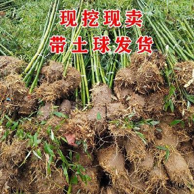 竹帘室外隔断原生态菜园农村种植庭院竹子苗小型矮竹大苗超大细小