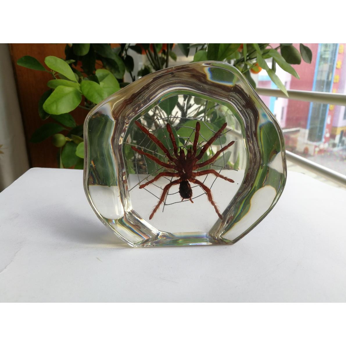 树脂桌面摆件昆虫标本蝎子蜘蛛蝴蝶海景创意礼品家居装饰生日礼物