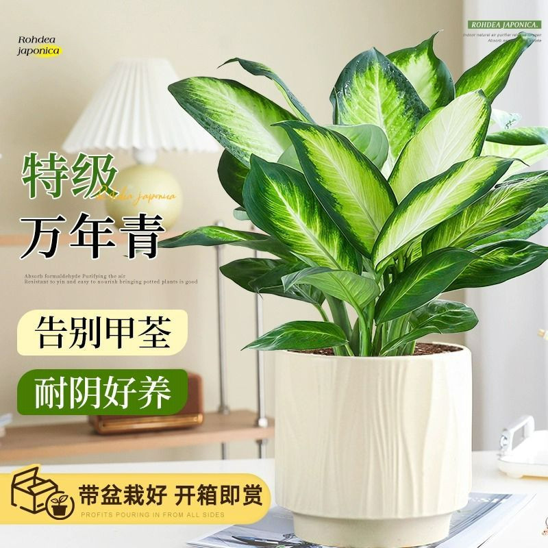 玛丽安粉黛万年青银皇后大盆栽大颗绿植室内客厅桌面好养四季常青