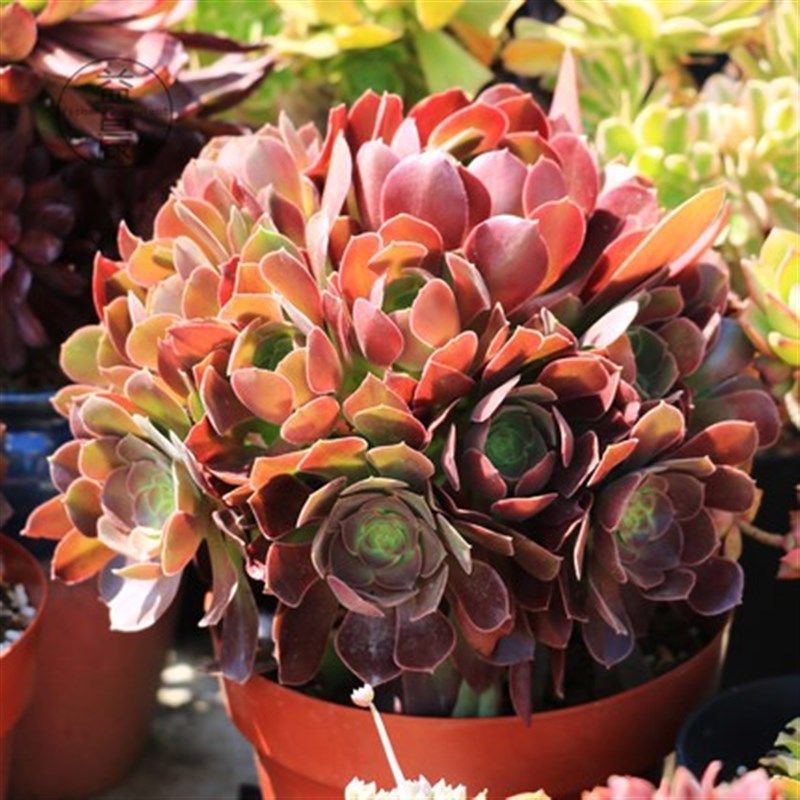 花之冠法师基地 多肉植物韶羞韶b修大颗肉肉植物手捧花桩带根无砍