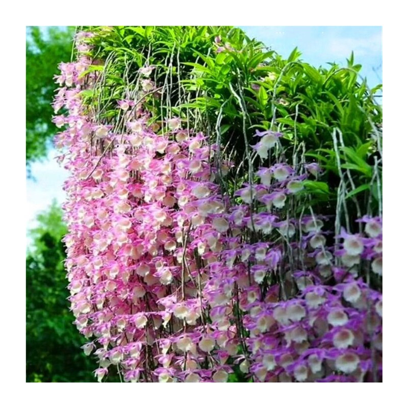 新品兜唇石斛天宫石斛吊兰花x红花石斛庭院美化洋兰吊兰花石斛兰