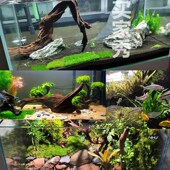 极速躲避a爬宠小沉木鱼缸造景天然紫柚插花草缸小号小型树桩.爬宠