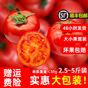 组合装 嘉红100新鲜番茄自然成熟现采现摘西红柿皮薄肉厚现货 包邮