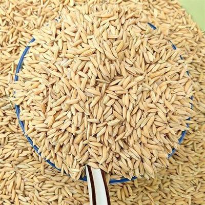极速10斤e带壳稻谷谷子水稻稻子粮食杂粮大米喂鸡鸭鹅鸽鸟仓鼠宠