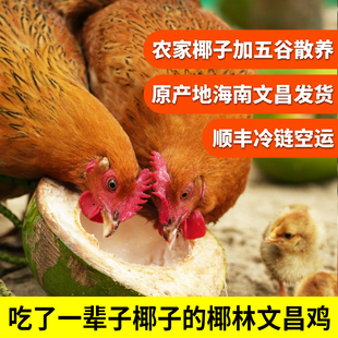 正宗传统喂养/吃椰子长大的文昌鸡/生鲜整鸡/椰林散养/原产地发货