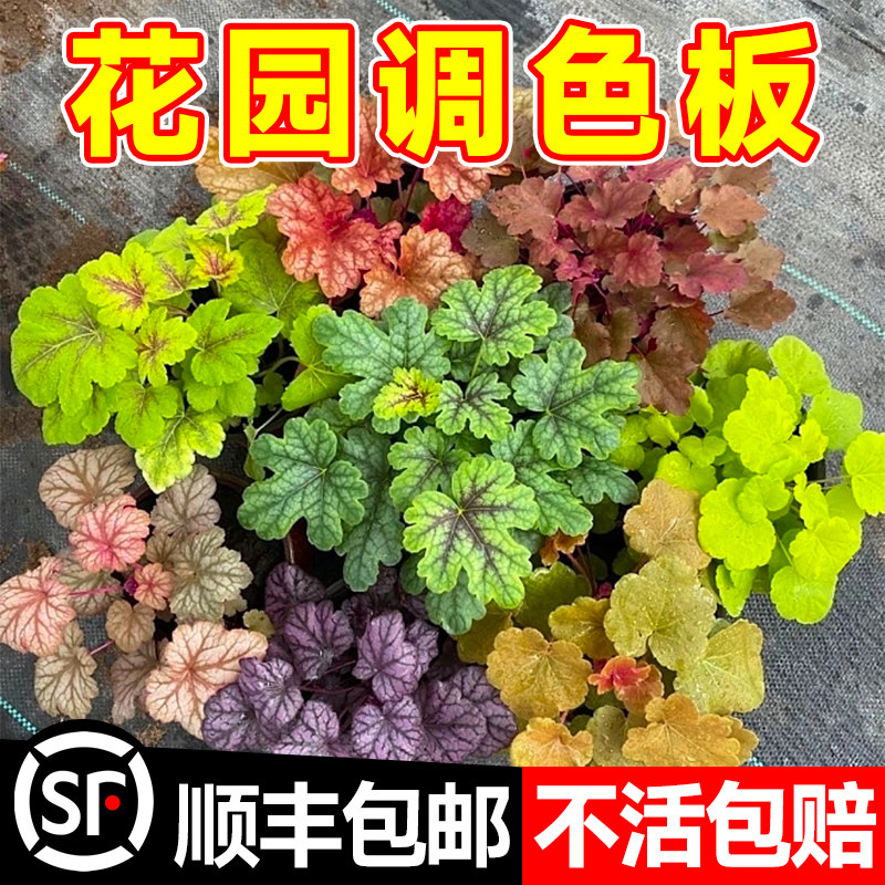 速发矾根花苗植物盆栽多植观绿花卉叶色室内外台大小苗盆景四季耐