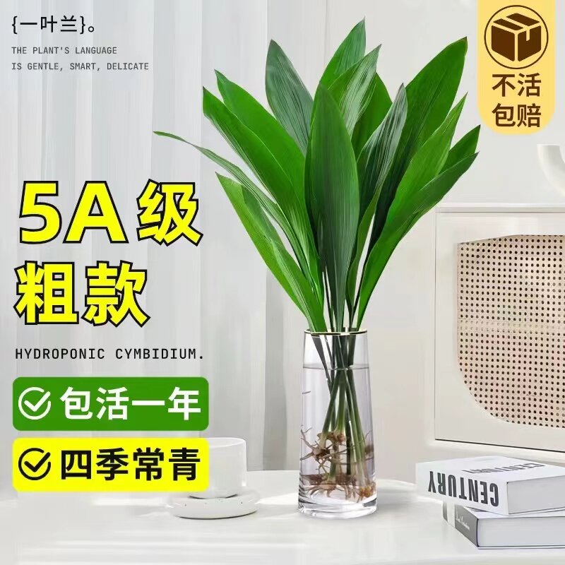 速发水培一叶兰绿养室内盆客四季常青栽厅水植懒人植物好养活花卉