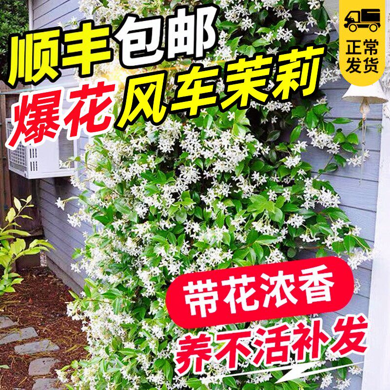 速发风车茉莉爬苗植物垂丝络石藤四季开花藤室内台花卉盆栽绿青常