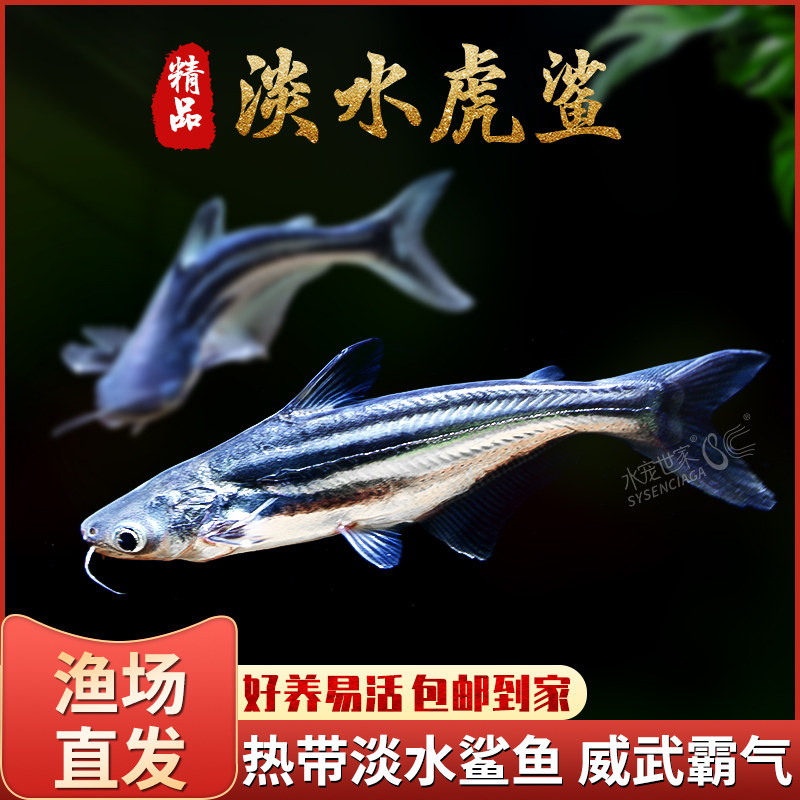 速发虎观赏鱼淡水小蓝鲨彩虹带粉红鲨鲨小型热鲨观赏鱼