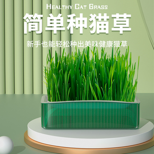 速发猫栽盆草猫草籽育苗盘无土水培化毛草猫薄荷自已种好零猫咪幼
