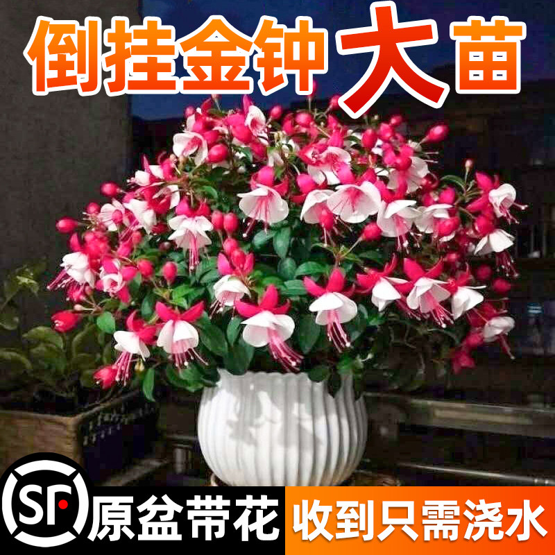 速发倒挂盆钟盆栽带花苞重瓣大花老桩花苗籽灯笼花四季开花卉金栽