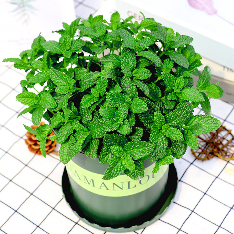 速发装荷盆栽迷迭香猫薄荷叶苗香草植物紫苏百里香罗勒西餐薄