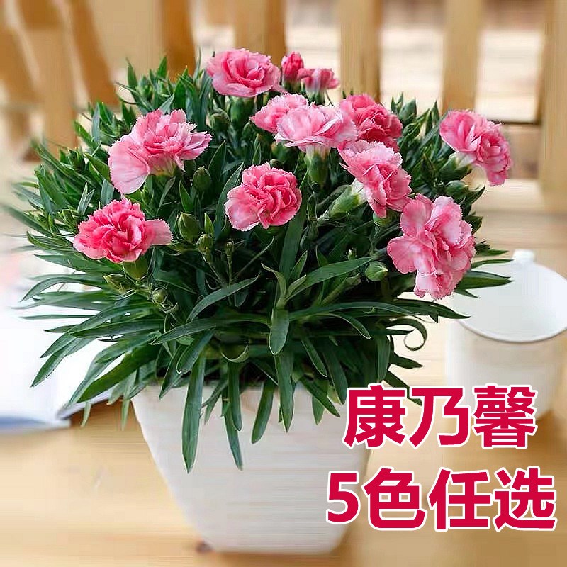 速发苗乃馨盆栽带花苞欧石竹花康石竹花卉植内绿室四季水培植物