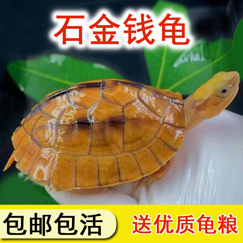 速发正宗纯招南石金钱龟种财北南龟大乌龟稀有越石观赏黄喉龟