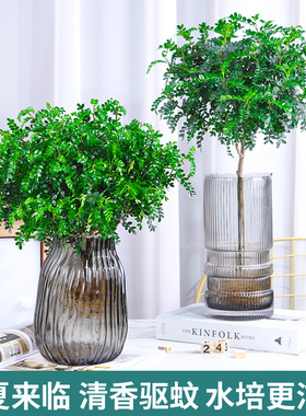 速发水培植物清香木常栽清香胡椒桌室内木面防虫驱蚊四季盆青水养