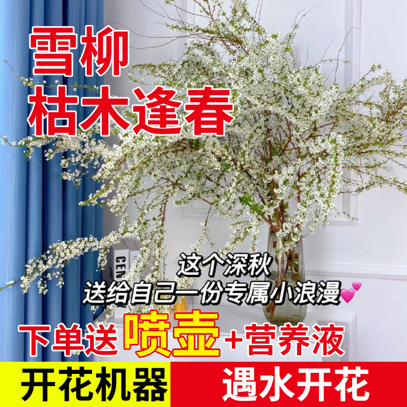 速发重瓣花柳鲜枝水培植物干枝支柳内遇水好养四季开雪卉龙室盆栽