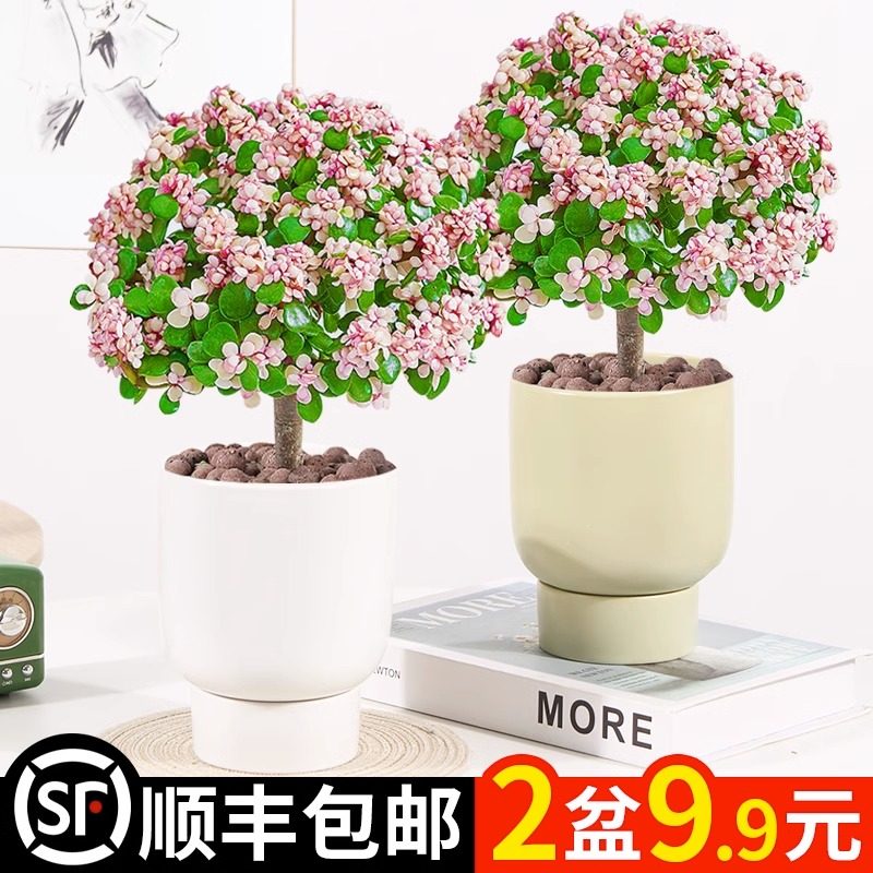 速发金枝室叶盆栽老桩多花水培植物室内肉办公玉绿植好养净化空气