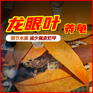 速发乌龟躲眼叶腐皮龙甲烂避龟用养龟免煮叶子龟缸懒人叶改善水质