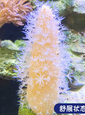 极速海缸海水生物海腮宠物除藻清B洁海洋小生物活物观赏鱼造景海
