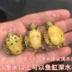 极速深水黄耳龟乌龟活物冷水长寿龟家养宠物招财小U乌龟观赏吃粪