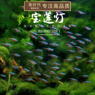 极速巴西宝莲灯鱼水草缸小型热带鱼红绿灯科鱼R淡水群游活观赏鱼