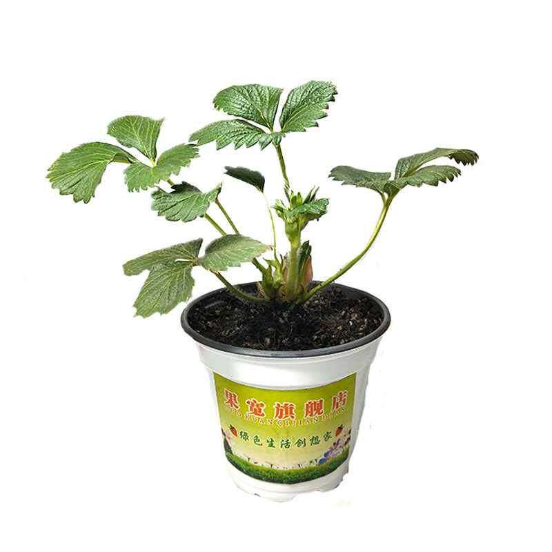 极速。草莓苗盆栽四季穴盘苗脱A毒食用红颜奶油室内阳台种植结果