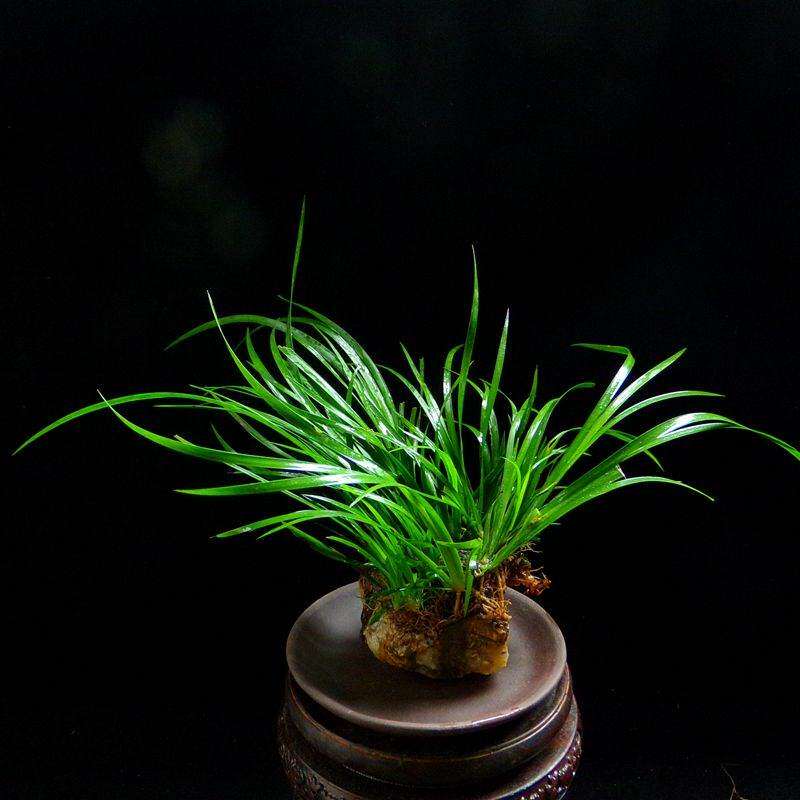 极速奇花异草卷柏菖蒲盆景吸水石鱼F缸假山造景专用水培植物微景