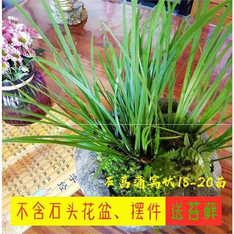 极速采摘石菖蒲养乌龟附石菖蒲盆景龙根菖蒲草菖蒲苗根.水生水培