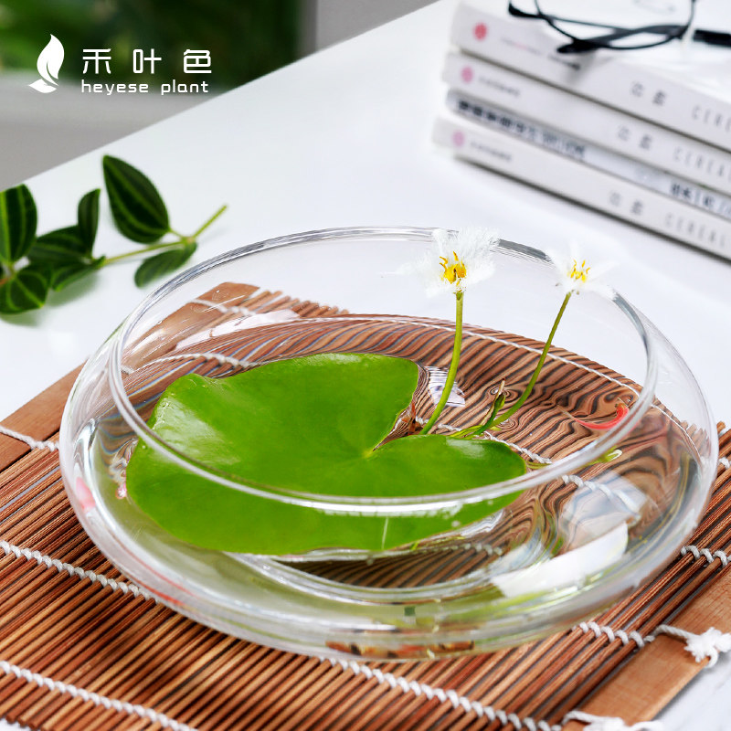 极速一叶莲心型睡碗莲水培植物花四季开花好养水生睡莲Z好养开花,鲜花速递/花卉仿真/绿植园艺,绣球/木绣球/木本植物,淘宝优惠券,粉丝福利购,淘宝优惠卷