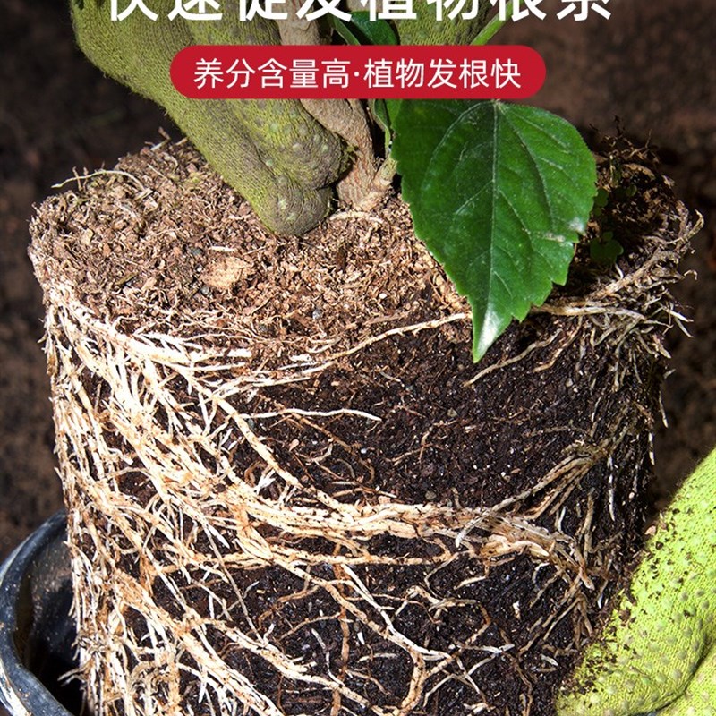 极速Flower plantking and household nutrient soil planting so