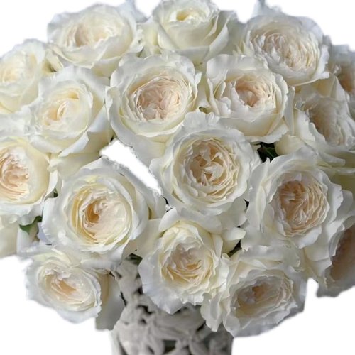 极速邻家花园 美雪公主1加仑根接勤花白色浓香月S季阳台庭院露台