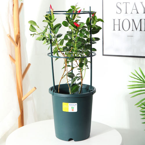 极速花架花盆支架爬藤p植物绿植花卉固定防扶铁线莲月季蟹爪兰阳