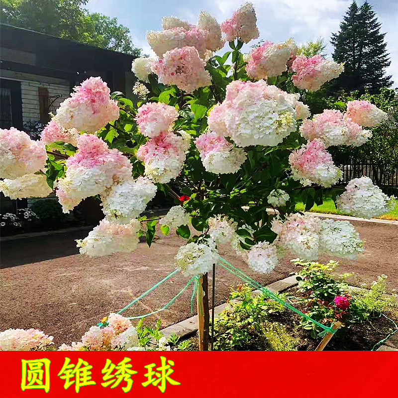极速圆锥绣球苗e大花木本绣球花苗耐寒耐晒植P物庭院阳台香草草莓