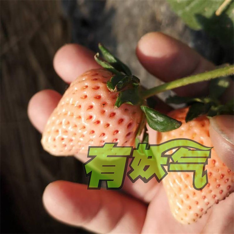 极速四季草莓苗天使mAE粉玉淡雪真z红月光白宝石阳台种植盆栽白草