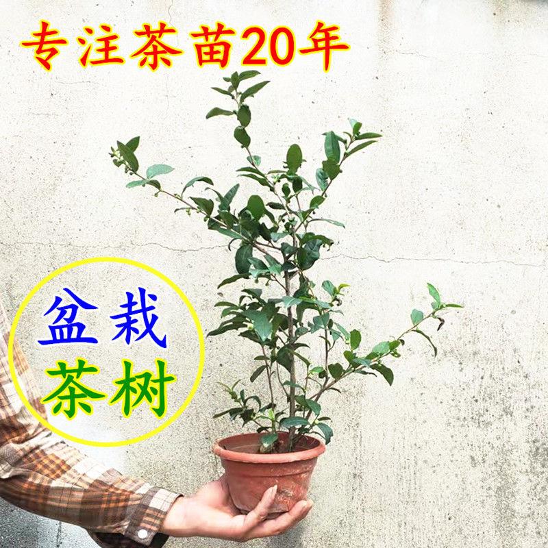 茶树盆景盆栽茶叶树苗 老桩原土原育苗盆南北方种植四季常青龙井
