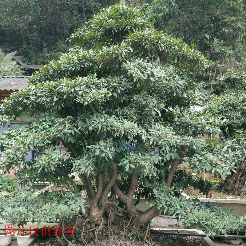 极速华蚊母盆景老j桩常绿植物盆栽庭院室内阳台绿植花卉小叶蚊母