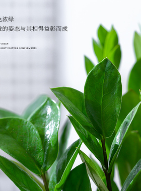 极速金钱树盆栽客厅室内绿植钱串子办公室桌面招财植X物四季好养