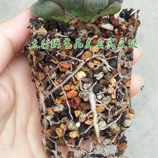 极速多肉纯颗粒玉露十二卷专用配方土万象寿玉扇S生石花屁屁肉锥