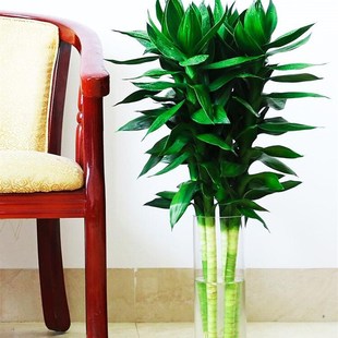极速富贵竹纯水培植物水养水x里养的水泡不用晒太阳放餐桌办公桌