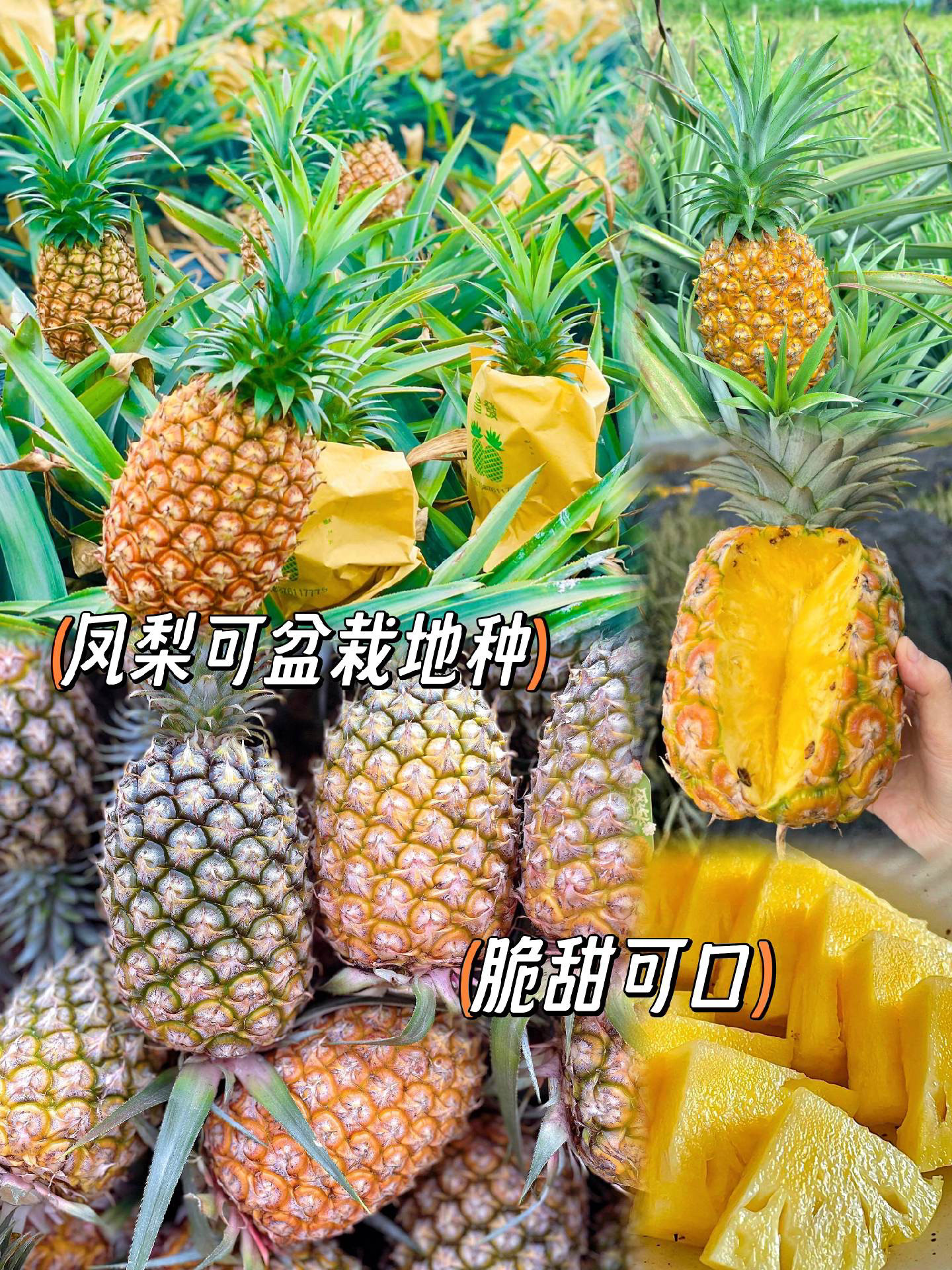 凤梨苗新品芒果凤梨西瓜金钻凤梨苗正宗大果四季结果当年结果耐寒图片