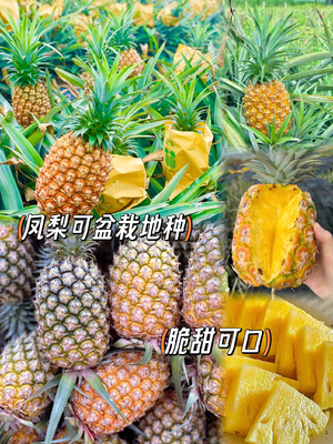 凤梨苗新品芒果凤梨西瓜金钻凤梨苗正宗大果四季结果当年结果耐寒