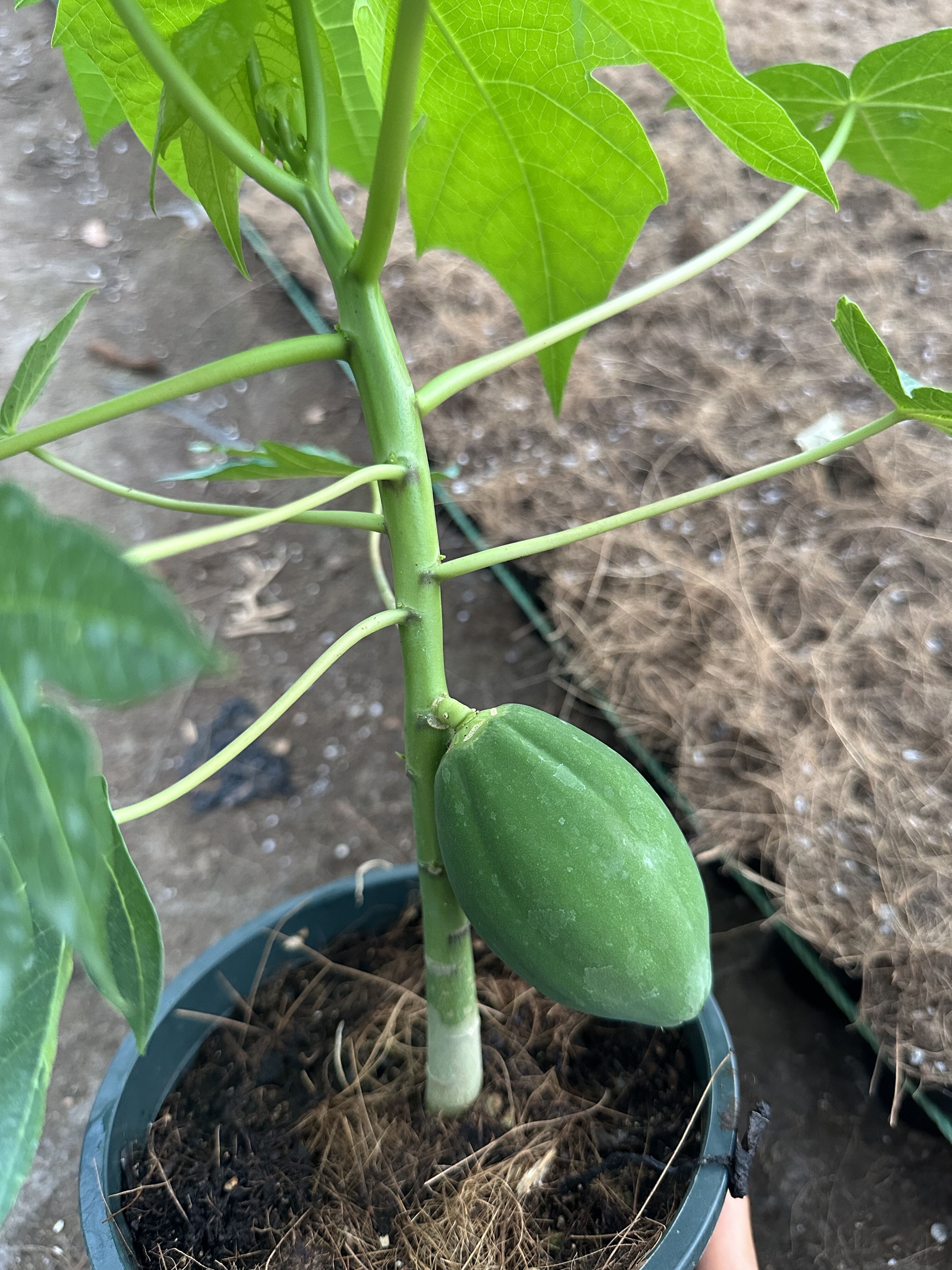 带花木瓜大苗矮脚无核木瓜树苗红心木瓜四季南北方种植阳台盆栽