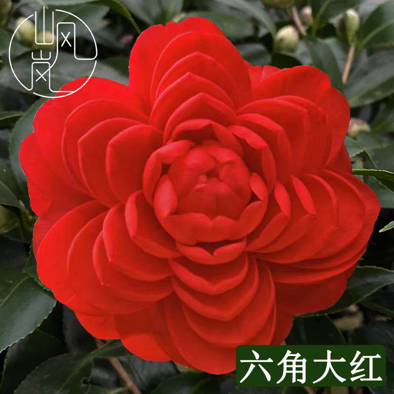 【黄莲华】正品山茶花树苗花卉盆栽名贵品种带花苞绿植好养活植物