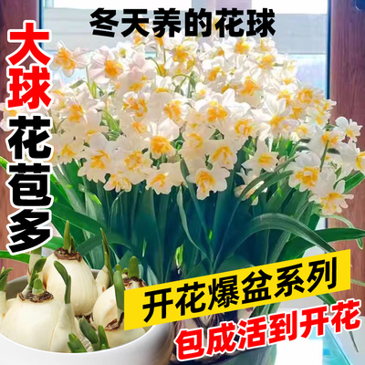 漳州重瓣水仙花盆栽水养种球室内阳台水培花卉四季开花耐寒好养活