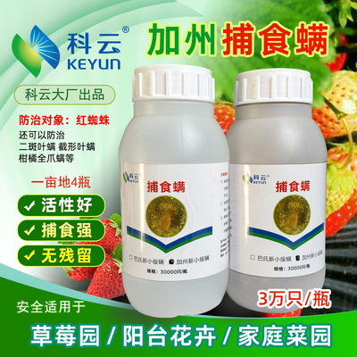 科云生物红蜘蛛天敌大棚草莓用