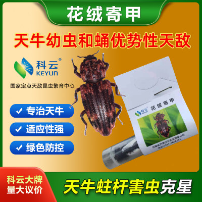 科云林业天牛防治天牛幼虫和蛹